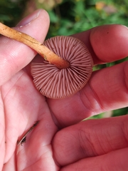 Laccaria proxima