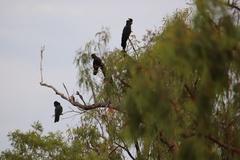 Calyptorhynchus banksii