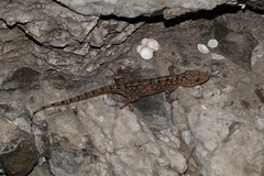 Gekko kikuchii