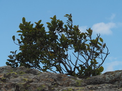 Rhamnus alpina