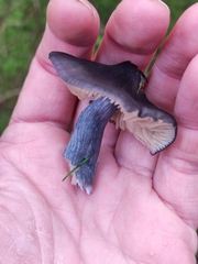 Nitida