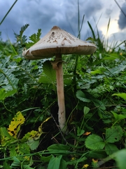 Macrolepiota mastoidea