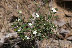 Asterolasia pallida
