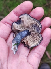 Nitida