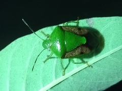 Plautia crossota