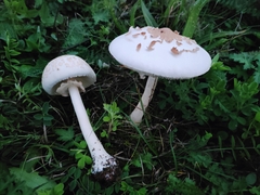 Macrolepiota mastoidea