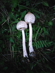 Macrolepiota mastoidea
