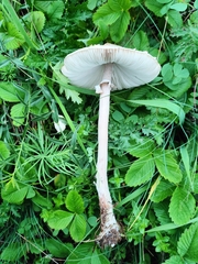 Macrolepiota mastoidea