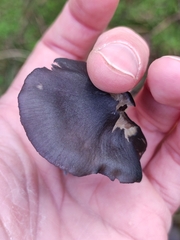 Nitida