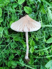 Macrolepiota mastoidea