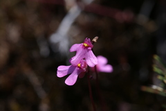 Utricularia multifida