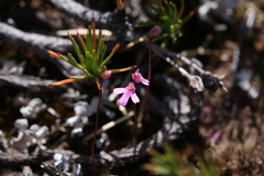 Utricularia multifida