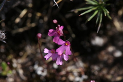 Utricularia multifida