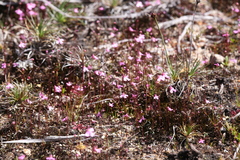 Utricularia multifida