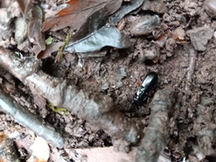 Pterostichus madidus