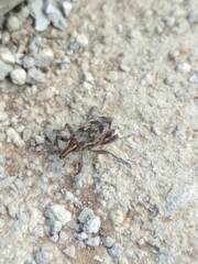 Coniocleonus excoriatus