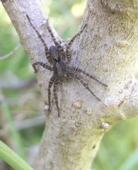 Pardosa amentata