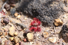 Drosera spilos
