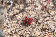Drosera spilos