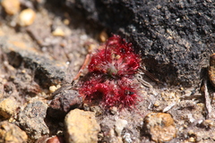 Drosera spilos