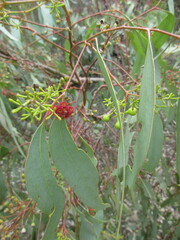 Eucalyptus camaldulensis