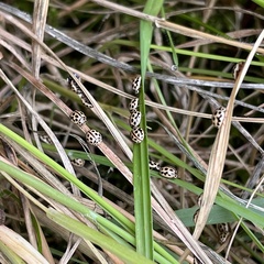 Tytthaspis sedecimpunctata