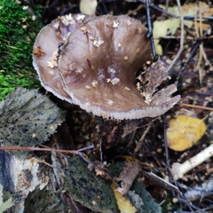 Pluteus