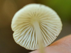 Mycena xantholeuca