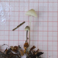 Mycena xantholeuca