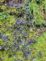 Peltigera evansiana