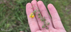 Medicago falcata