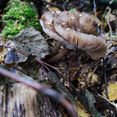Pluteus