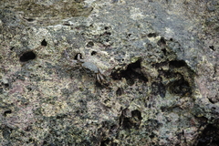 Grapsus