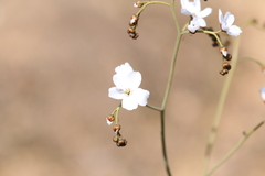 Drosera gigantea