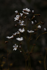 Drosera gigantea