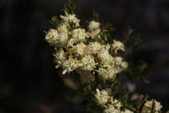 Isopogoninae