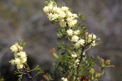 Isopogoninae