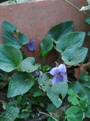 Viola odorata