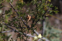Isopogoninae