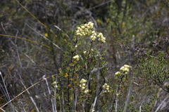 Isopogoninae