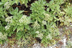 Heliotropium arboreum