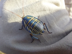 Polyzosteria mitchelli