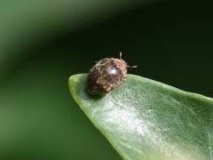 Rhyzobius lophanthae