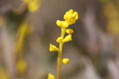 Synaphea