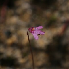 Utricularia tenella