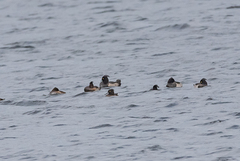 Aythya fuligula