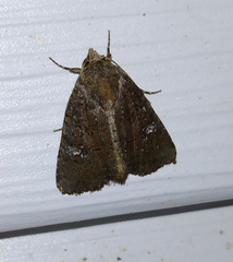 Mesapamea fractilinea