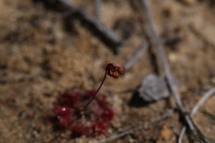 Drosera spilos