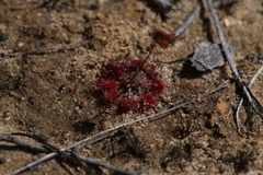 Drosera spilos