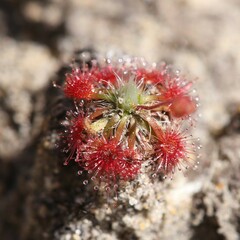 Drosera spilos